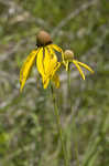 Pinnate prairie coneflower